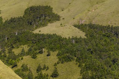 Yeşil yemyeşil ormanın havadan görünüşü