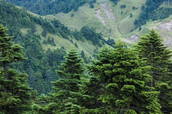 Зеленый Лес Над Горой — стоковое фото