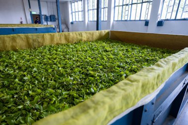 Fermentation of the tea production of the tea in factory