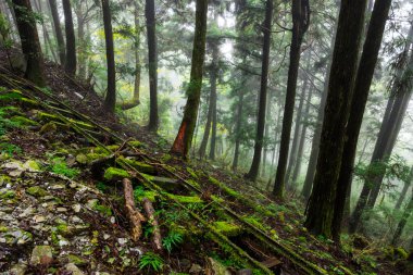 Yilan Taipingshan 'daki ormanın üzerindeki tren yolunu terk edin.