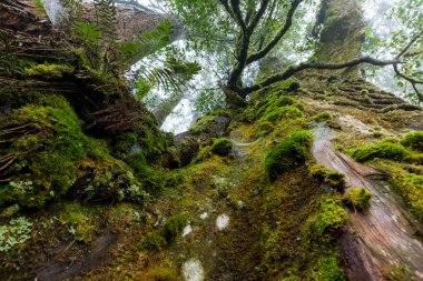 Ormandaki dev ağacın alt manzarası.