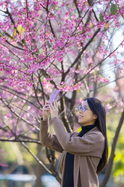 Woman Use Mobile Phone Take Photo Sakura Tree — Stock Photo, Image