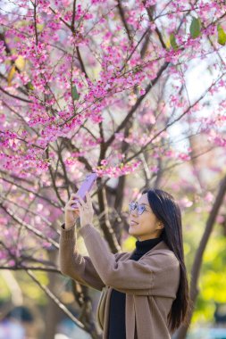 Kadın, Sakura ağacında fotoğraf çekmek için cep telefonu kullanıyor.