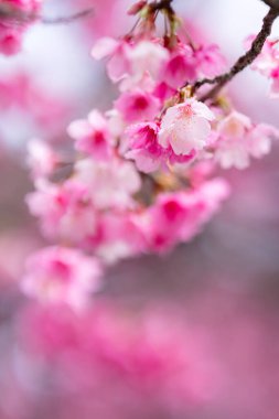 Ağacın üzerinde güzel sakura çiçekleri