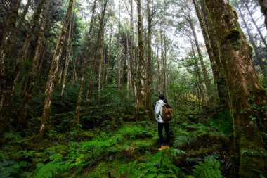 Ormanda yürüyüşe çıkan bir kadın.