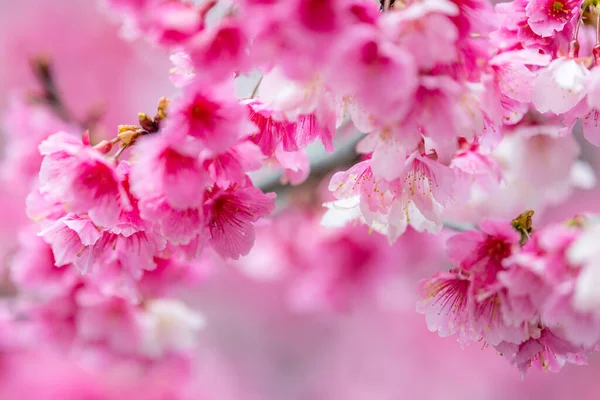 Flor Cerezo Primavera Rosa Sobre Árbol —  Fotos de Stock
