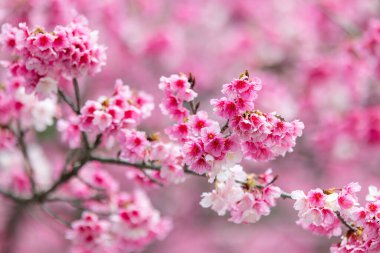 Pembe bahar kirazı ağacın üzerinde çiçek açıyor.