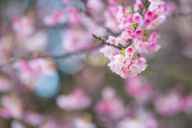 Ağaçta pembe sakura çiçeği
