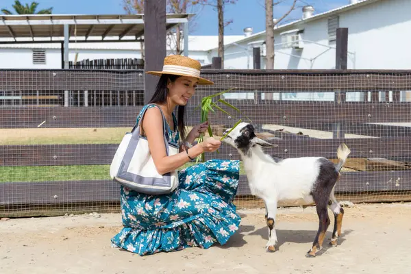 Tourist Woman Farm Feeding Sheep — Stock Photo, Image