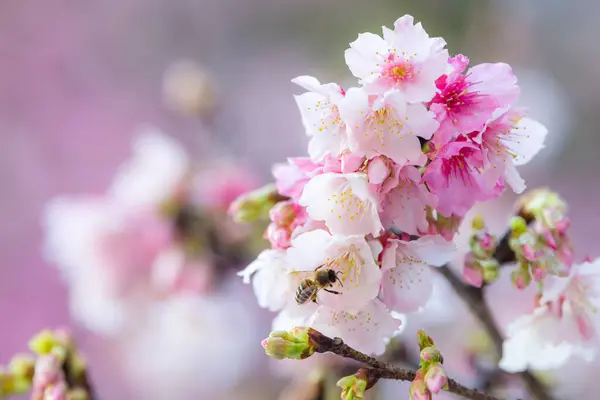 Rosa Sakura Blume Auf Dem Baum — Stockfoto