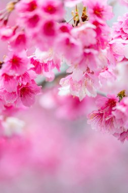 Ağacın üzerinde güzel sakura çiçekleri