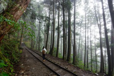 Woman go hiking in foggy mist forest in Taipingshan of Taiwan clipart