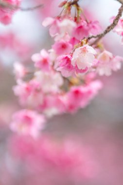 Pembe bahar kirazı ağacın üzerinde çiçek açıyor.
