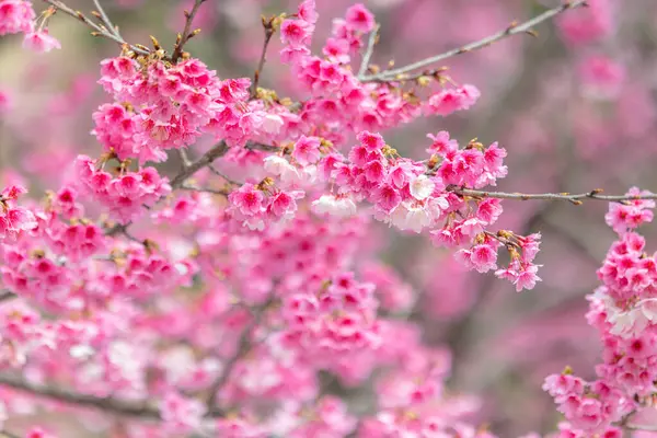 Rosafarbene Frühlingskirschblüte Über Dem Baum — Stockfoto
