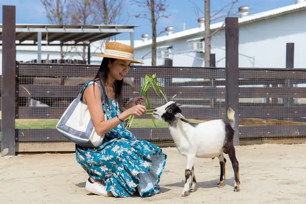 stock image Tourist woman go to the farm for feeding sheep