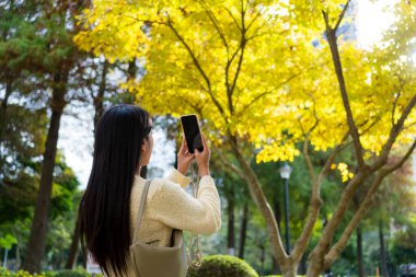 Kadınlar Güz mevsiminde Ginkgo ağacının fotoğrafını çekmek için mobil fotoğraf kullanırlar.