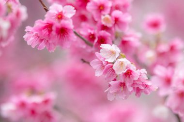  Güzel pembe Sakura çiçek çiçeklenme 