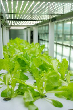 Çocuk odasında büyüyen hydroponics sebze