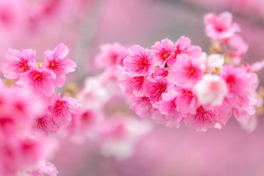 Ağaçta pembe sakura çiçeği