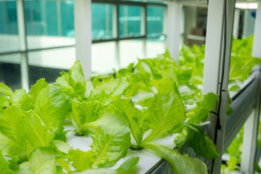 Çocuk odasında büyüyen hydroponics sebze