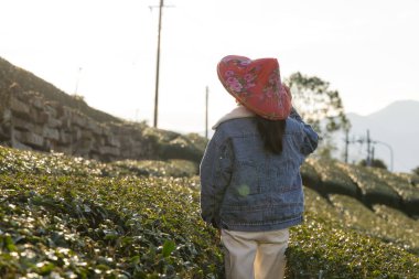 Gezgin kadın çay tarlasını ziyaret ediyor.