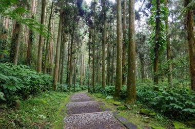Ağaç ormanında yürüyüş yolu.