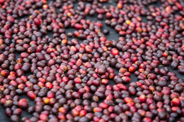 Kahve çekirdeği güneş ışığı altında yerde kurur.