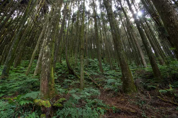 Τροπικό Τοπίο Τροπικών Δασών Στο Taiwan — Φωτογραφία Αρχείου