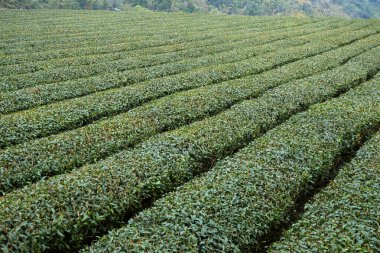 Kırsaldaki yeşil yemyeşil çaylık