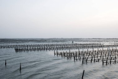 Akşamları denizdeki istiridye tarlası