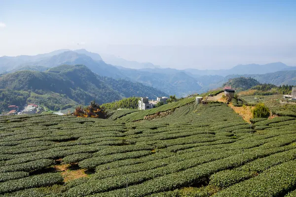 Tea Mező Shizhuo Trails Alishan Tajvanon Stock Kép