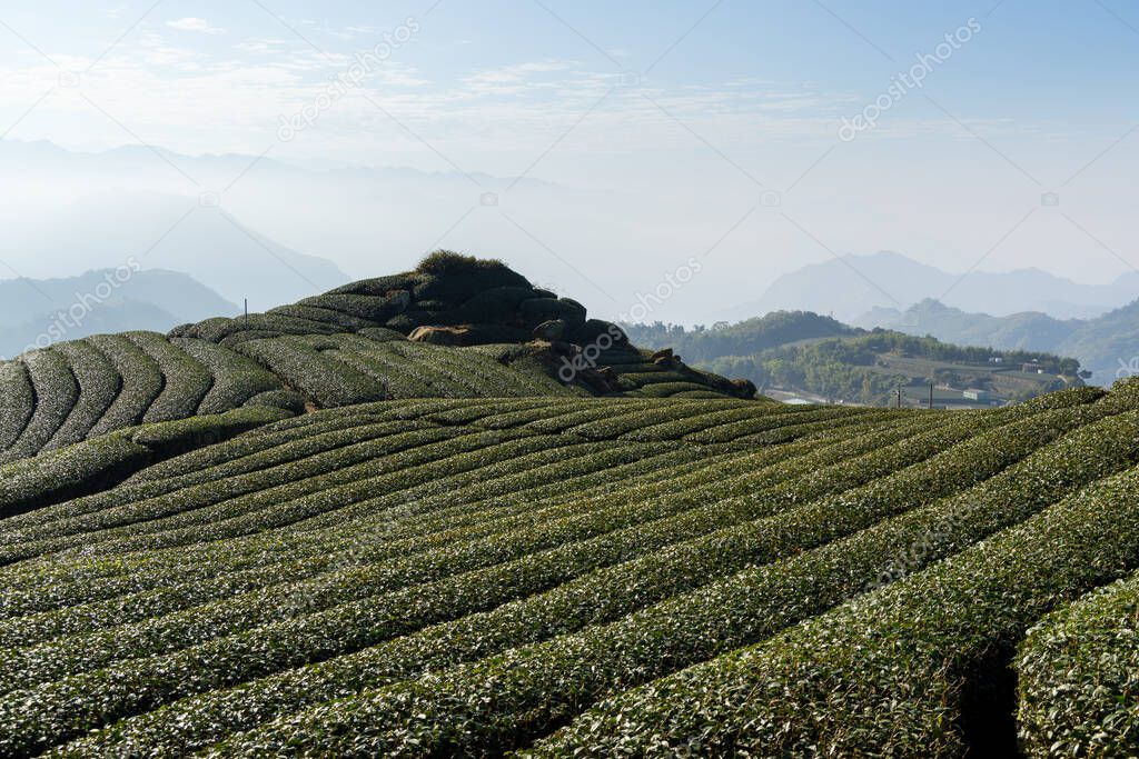 Tea field in Shizhuo Trails at Alishan of Taiwan