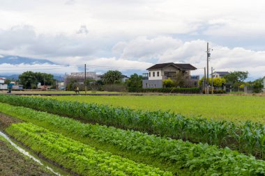 Tayvan 'ın Yilan kırsalındaki sebze çiftliği.