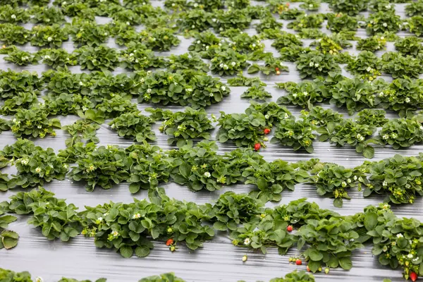 新鲜成熟的有机草莓农场 — 图库照片