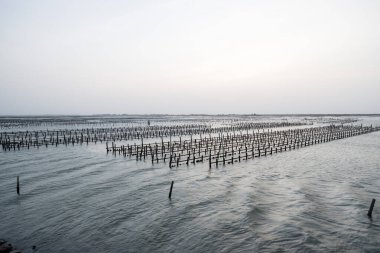 Akşamları denizdeki istiridye tarlası
