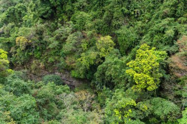 Tayvan 'ın Taoyuan Turizmi' ndeki Xiao Wulai 'deki güzel yeşillik ormanı.