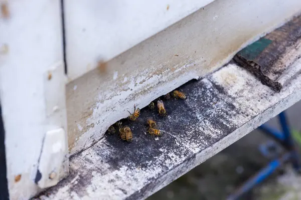 Rój Zajęty Pszczół Miodnych Wprowadzenie Uli Ogrodzie — Zdjęcie stockowe
