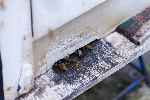 ハチの巣を園内に入る忙しいミツバチの群れ ストック画像
