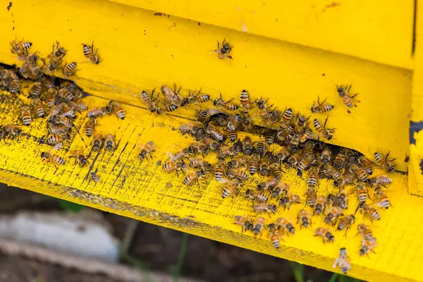 Schwarm Emsiger Honigbienen Dringt Bienenstöcke Garten Ein lizenzfreie Stockbilder