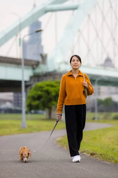 女性は公園で彼女の犬と歩く ストック写真