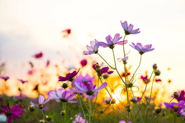 Pembe kozmos günbatımında çiçek açar.