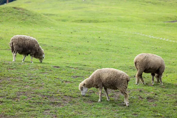 stock image Flock of sheep on green grass in Taiwan Qingjing Farm