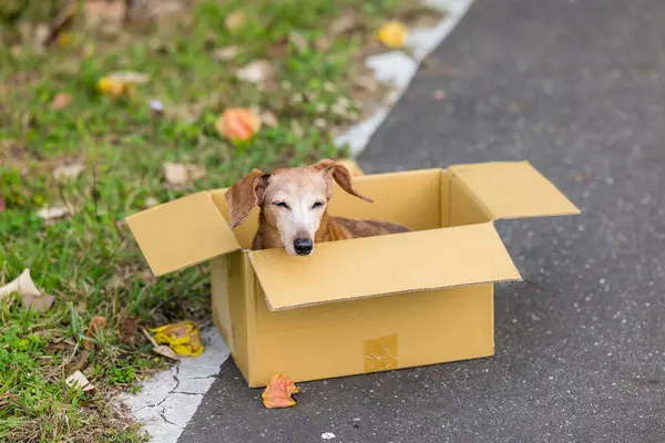Överge Tax Dog Papperslådan Utomhus — Stockfoto