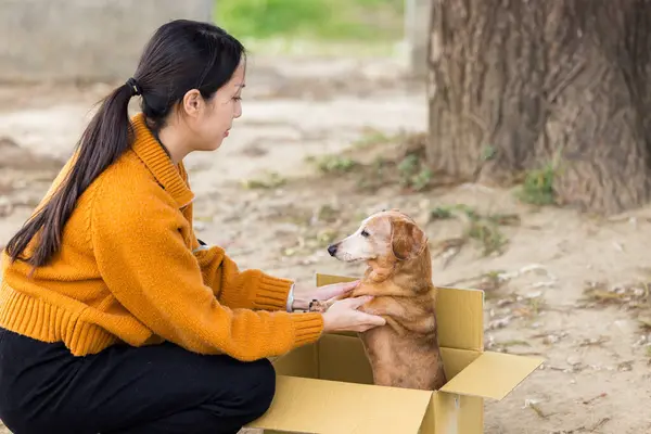 Terk Edilmiş Karton Kutunun Üstünde Bir Köpeği Kurtaran Kadın Telifsiz Stok Imajlar