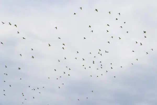 Zugvogelreiher Fliegen Über Den Himmel lizenzfreie Stockfotos
