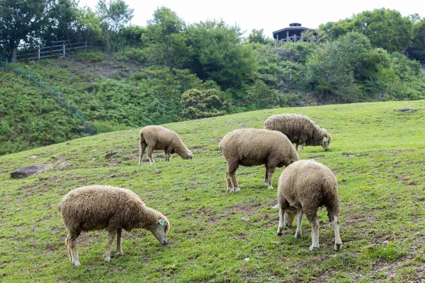 Flock Får Grönt Gräs Taiwan Qingjing Farm Royaltyfria Stockbilder