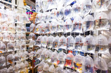 Hong Kong - 05 Nisan 2024: Hong Kong Mongkok Tung Choi caddesinde evcil balık satışı