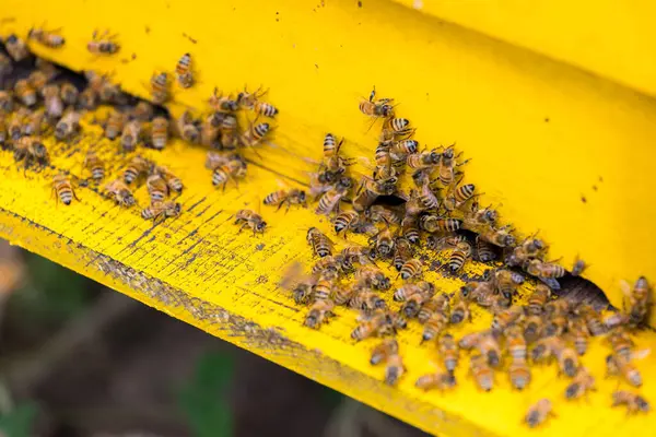Roj Zaneprázdněn Včel Včelstva Zahradě — Stock fotografie