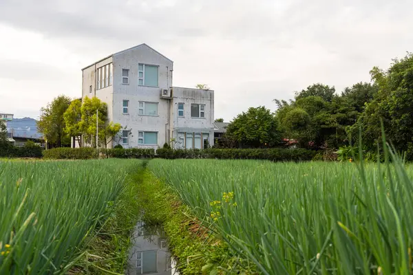 Tatil Köyü Ile Tayvan Yilan Bölgesindeki Yeşil Soğan Tarlasını Kirletiyor Stok Resim