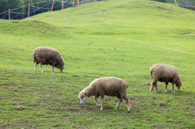 Tayvan Qingjing Çiftliği 'nde yeşil çimlerde koyun sürüsü.